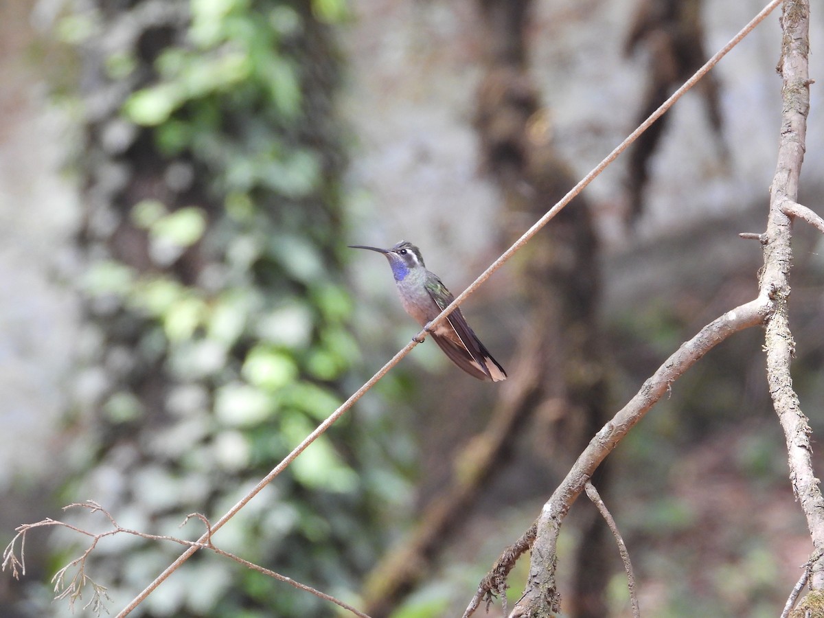 Blue-throated Mountain-gem - Nancy Dunn