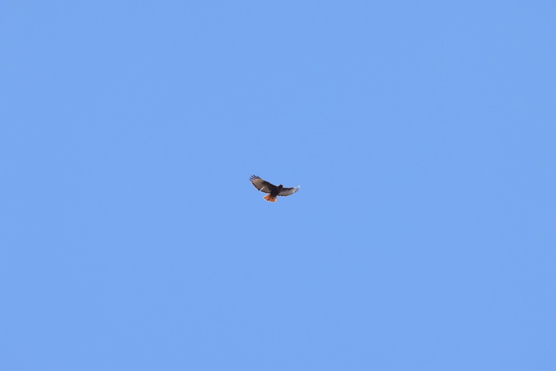 Red-tailed Hawk - ML618785793