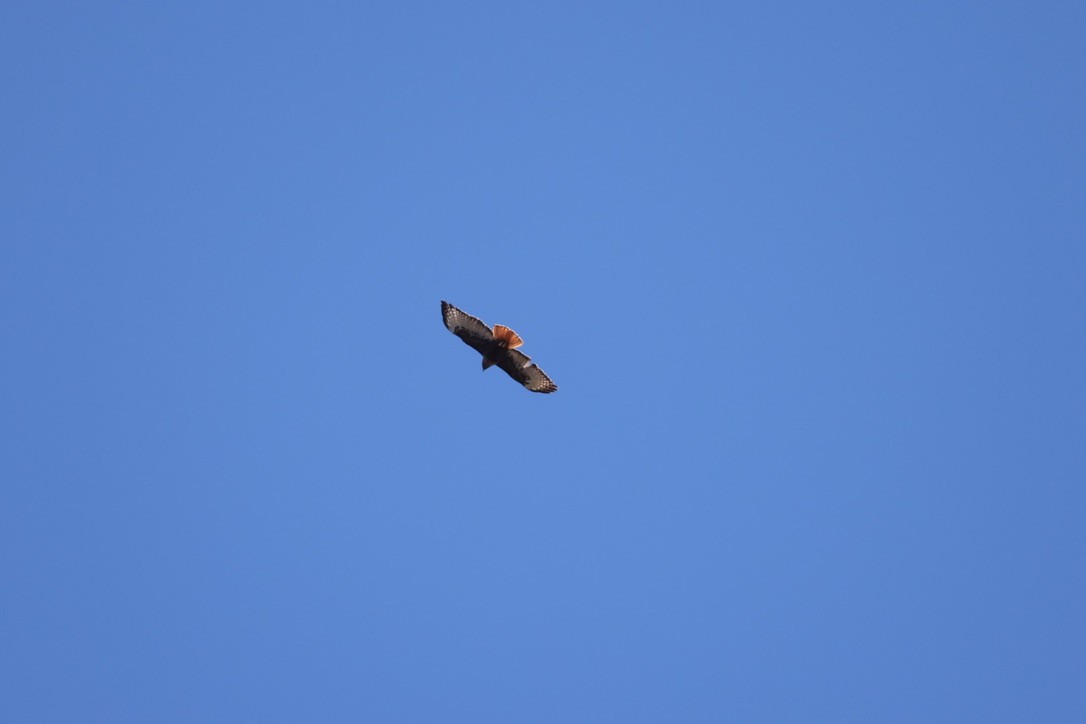 Red-tailed Hawk - Kris McMillan