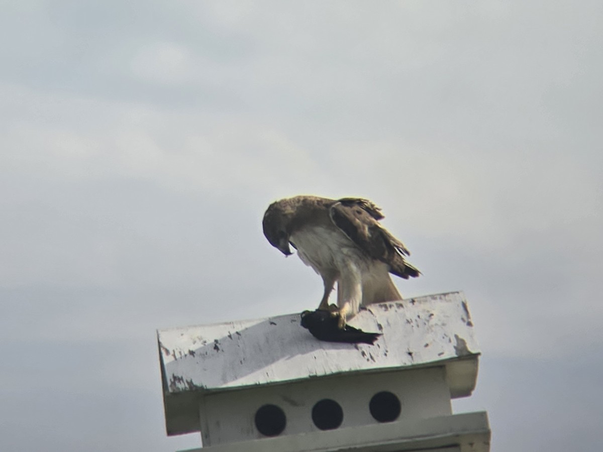 Red-tailed Hawk - Erik Sauder