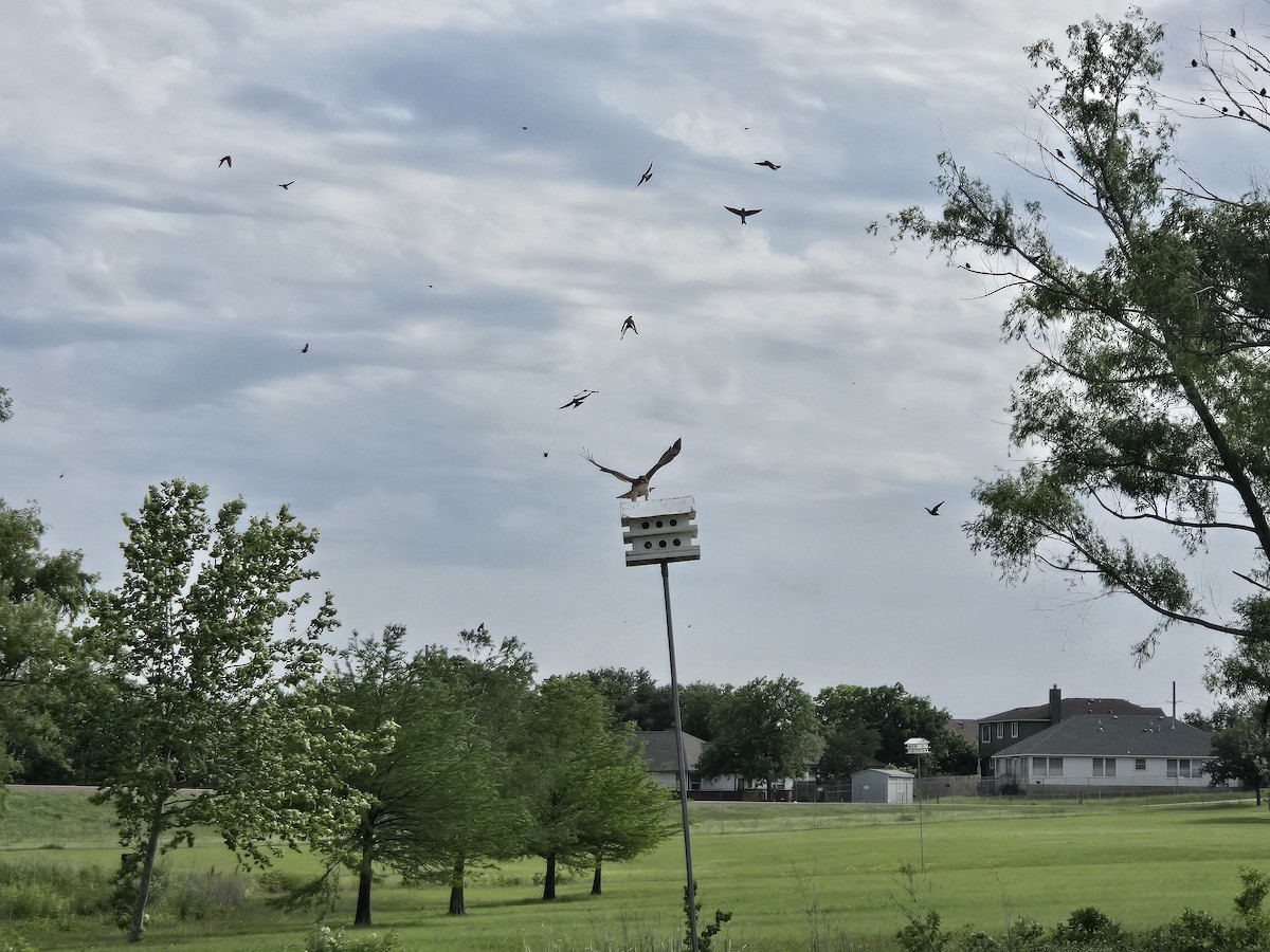 Red-tailed Hawk - Erik Sauder