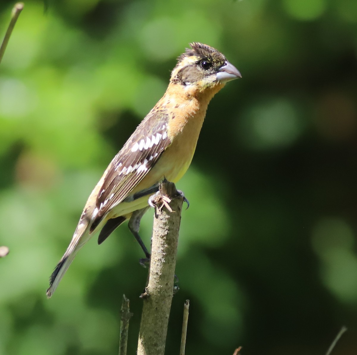 Black-headed Grosbeak - Grace Thornton