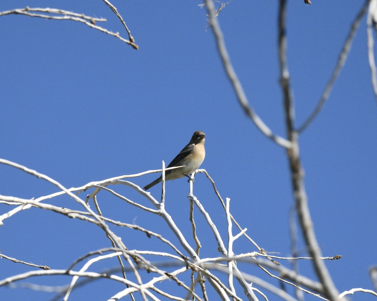 Lazuli Bunting - ML618785801