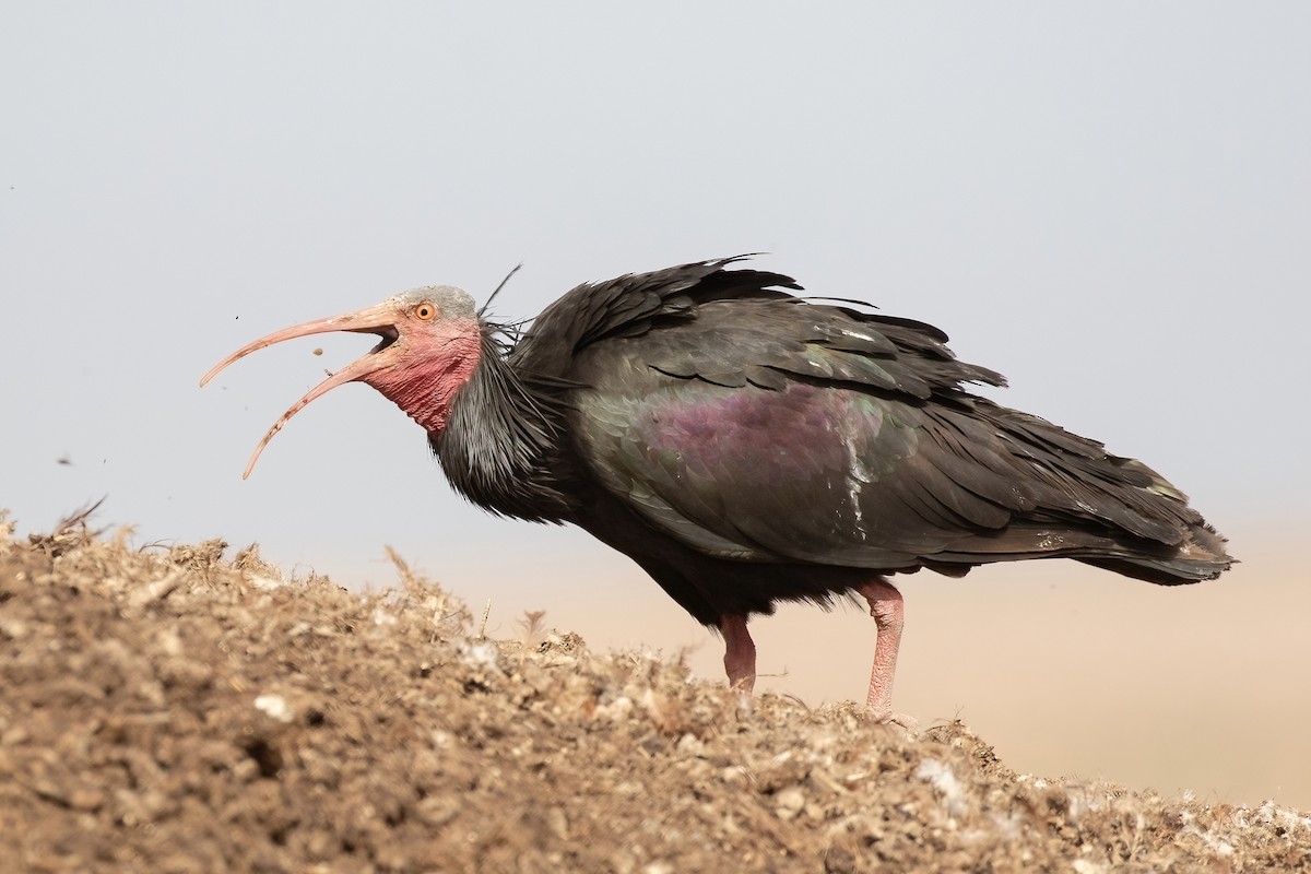 Northern Bald Ibis - Sayam U. Chowdhury