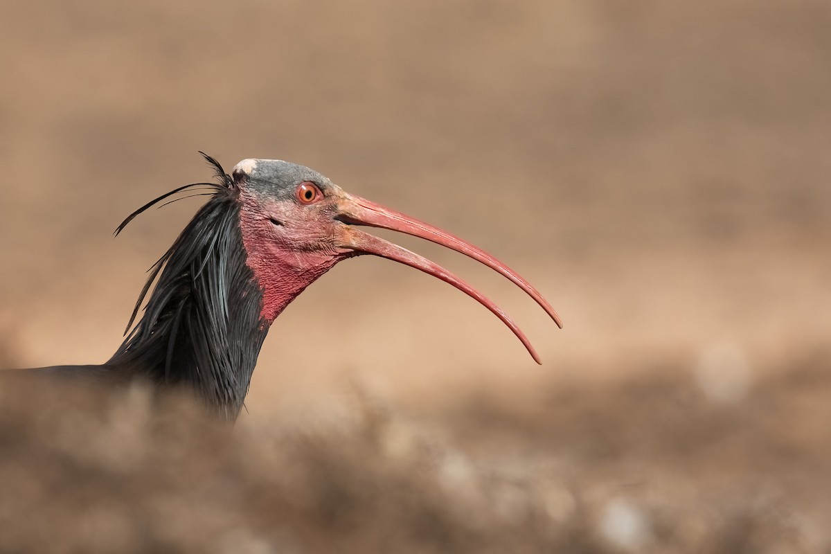 Northern Bald Ibis - Sayam U. Chowdhury