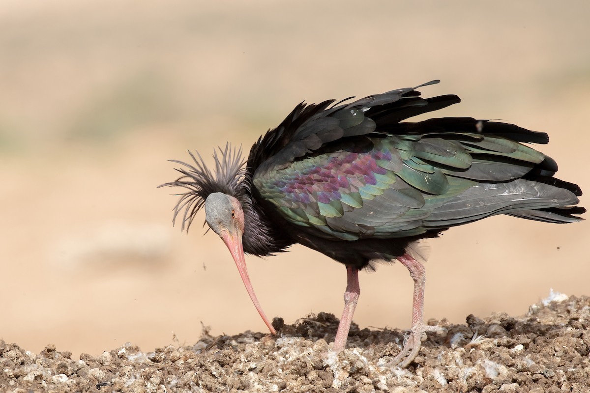 Northern Bald Ibis - Sayam U. Chowdhury