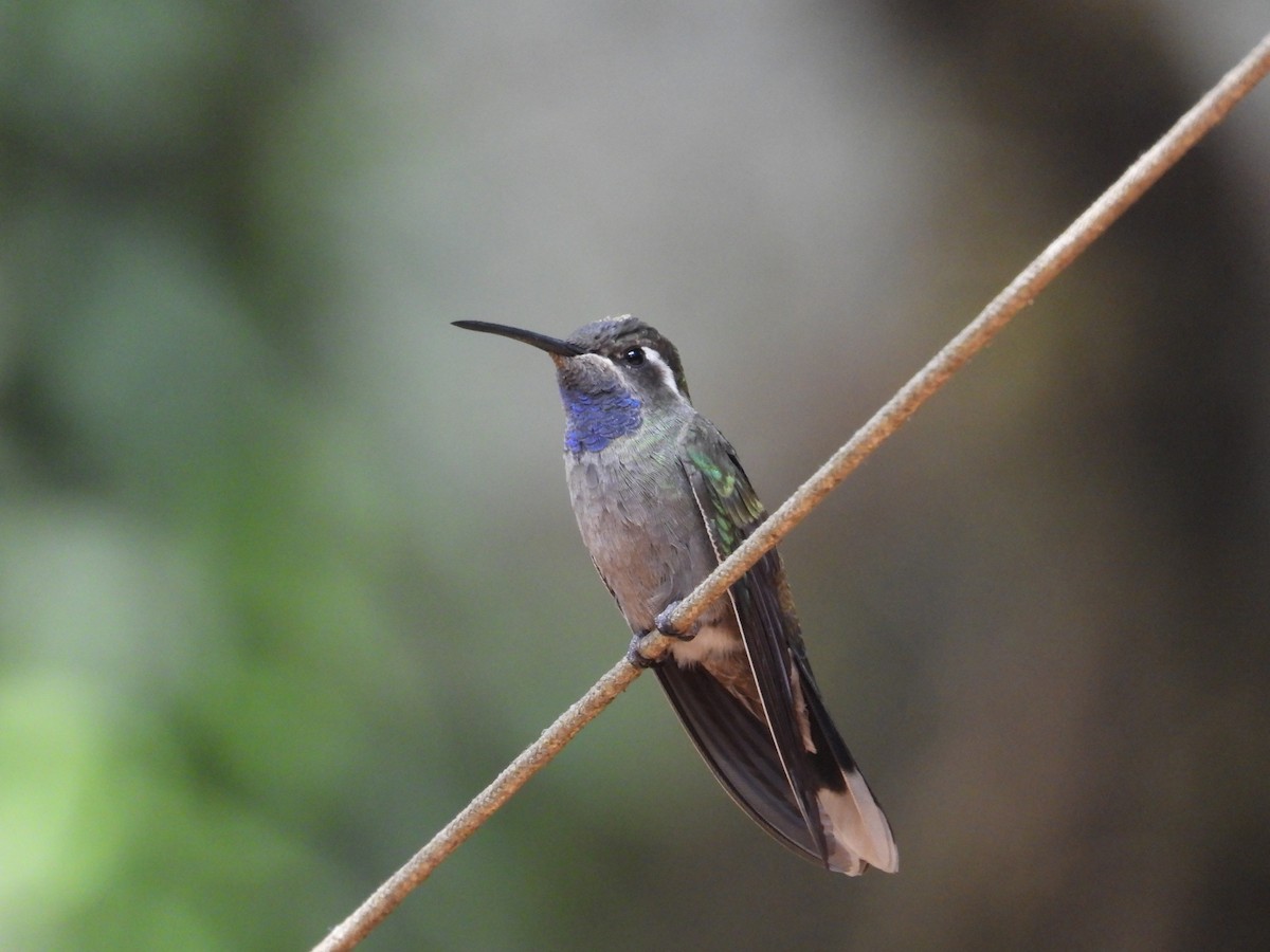 Blue-throated Mountain-gem - Nancy Dunn