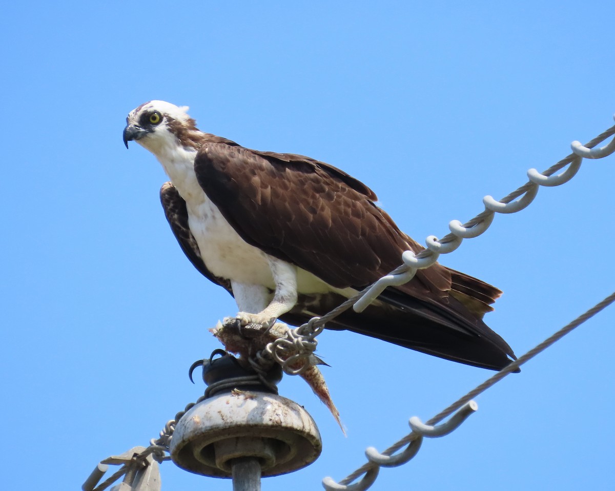 Osprey - Laurie Witkin