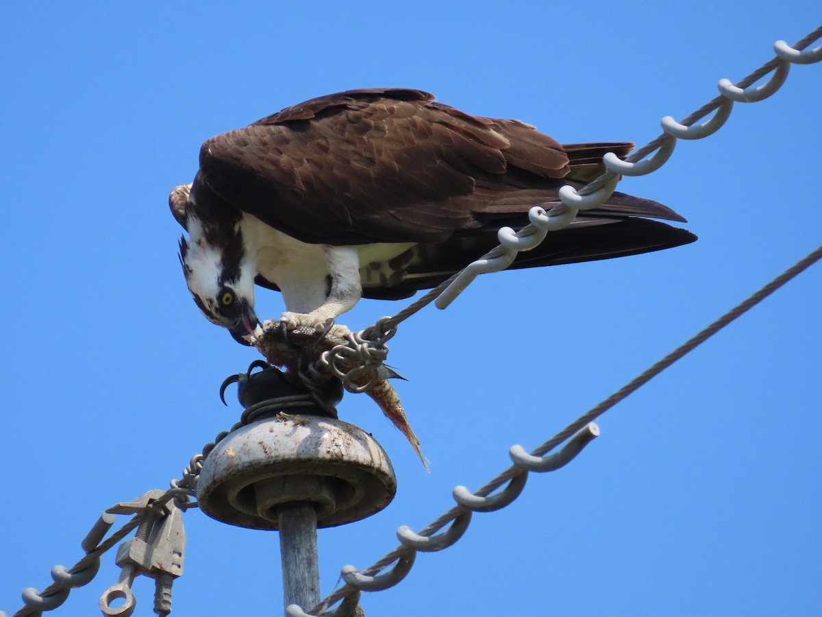 Osprey - Laurie Witkin