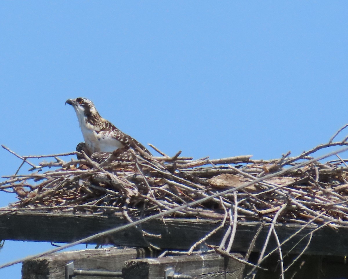 Osprey - Laurie Witkin