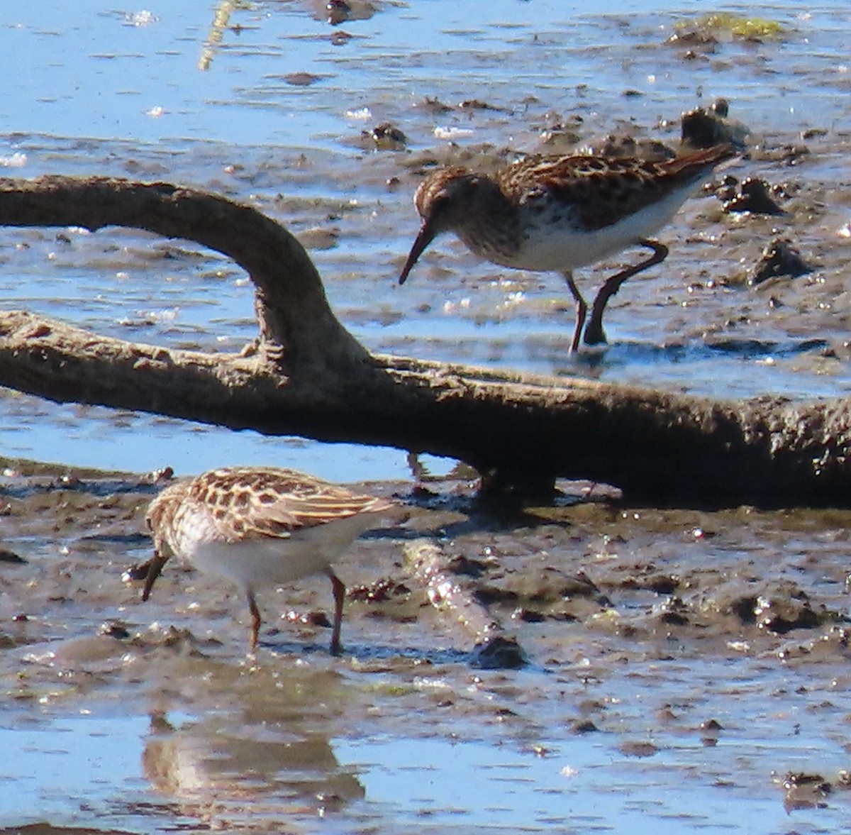 pygmésnipe - ML618785838