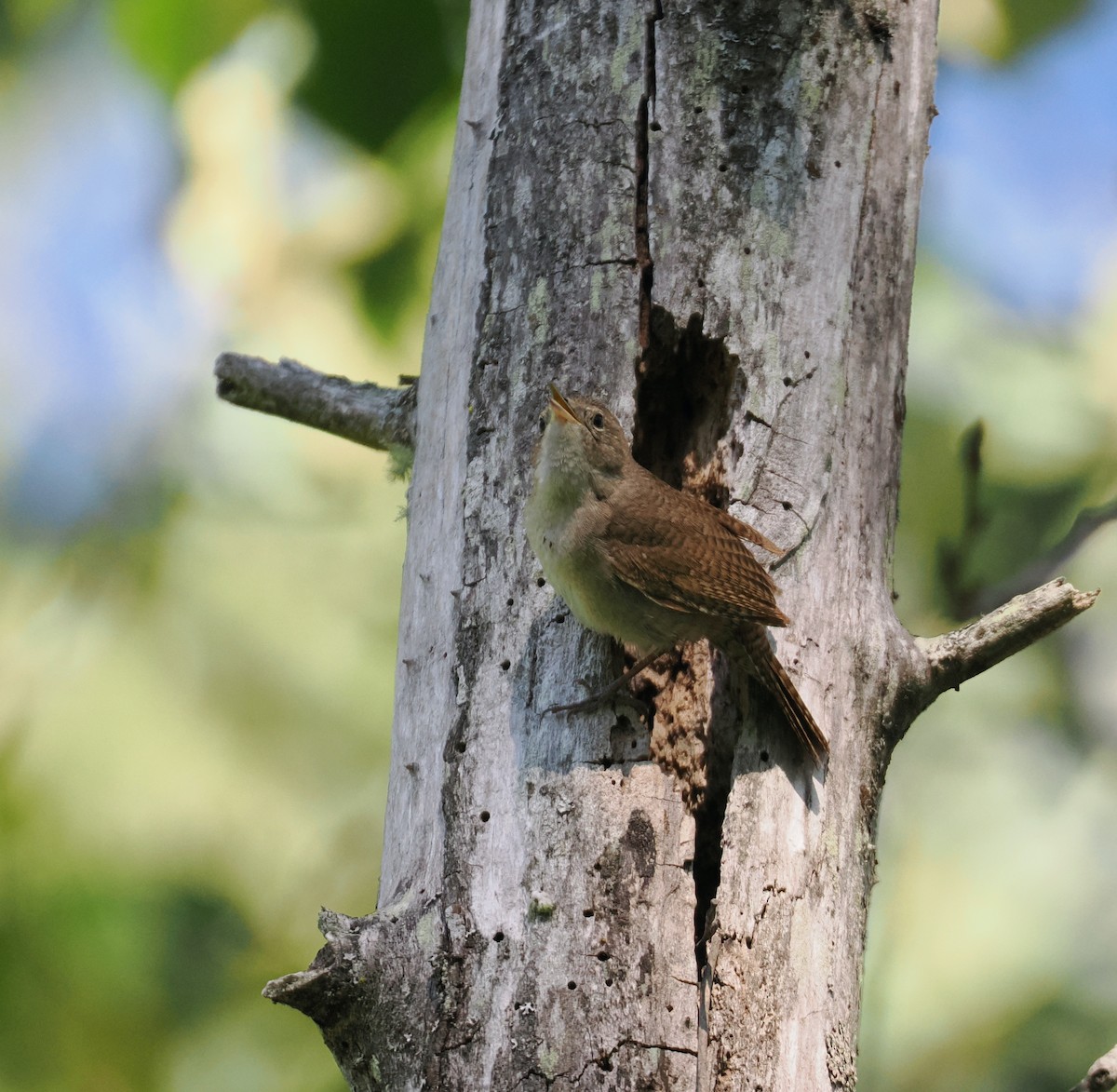 House Wren - Roger Hoffman