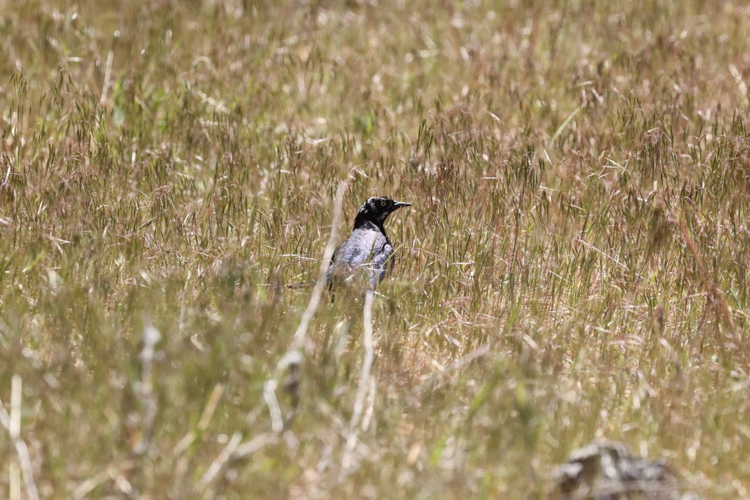 Brewer's Blackbird - ML618785840