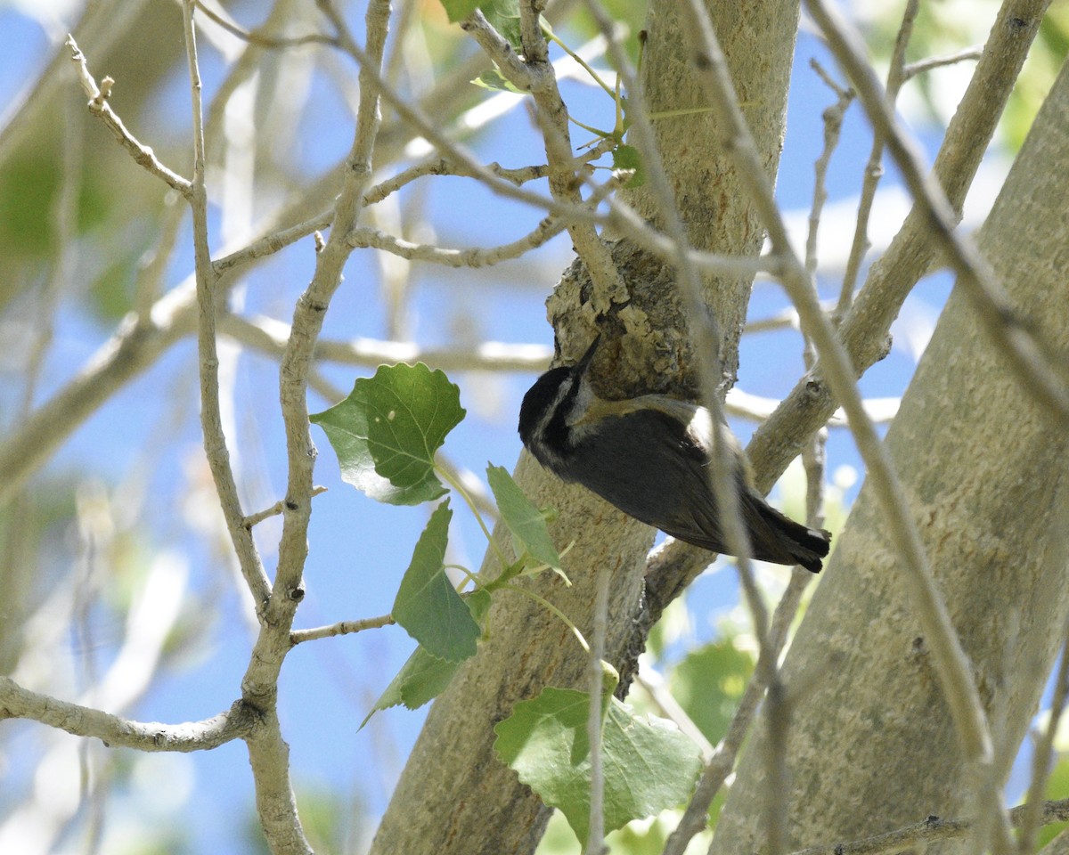 Red-breasted Nuthatch - Mickey Dyke