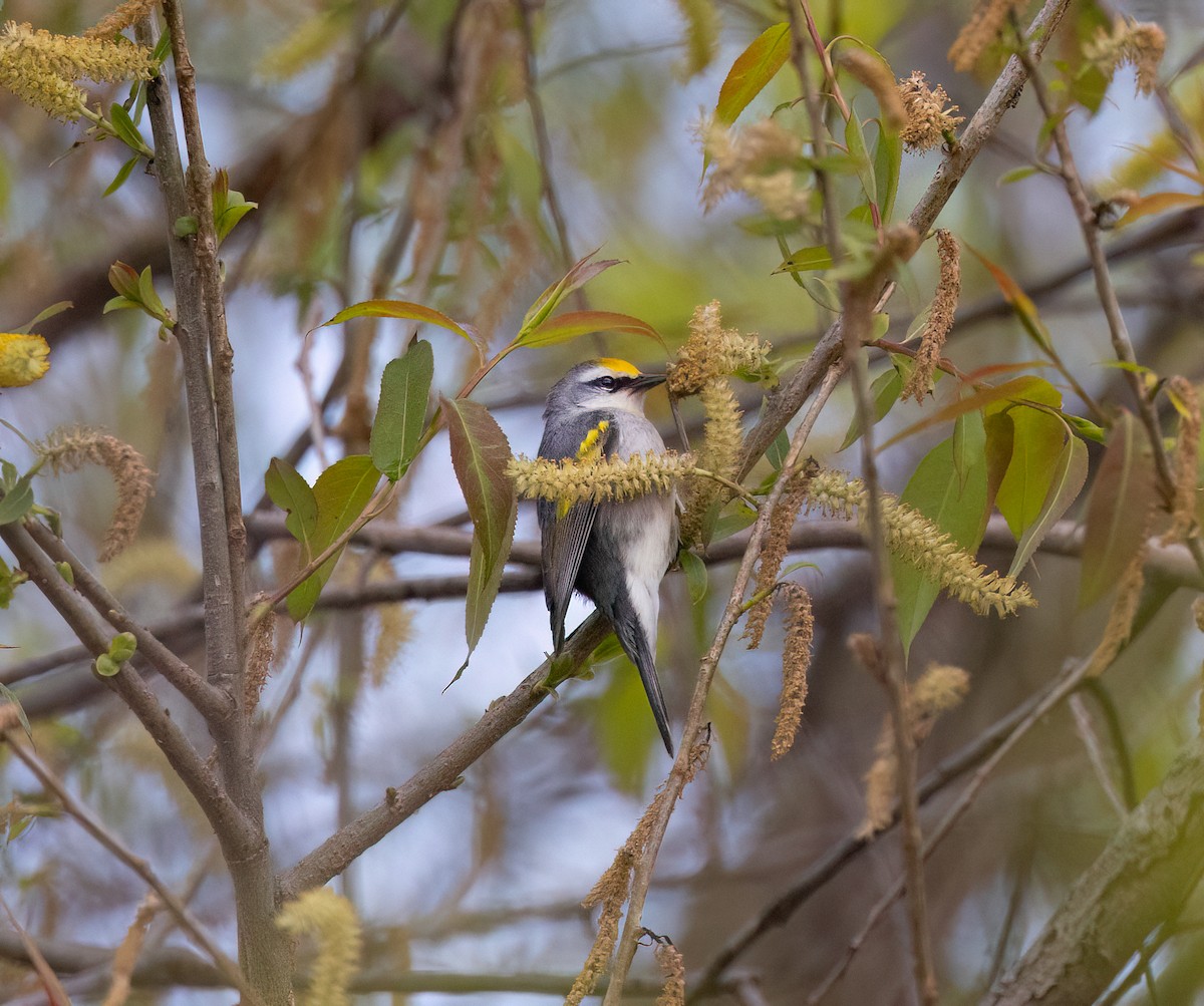 Brewster's Warbler (hybrid) - James Mingesbruney