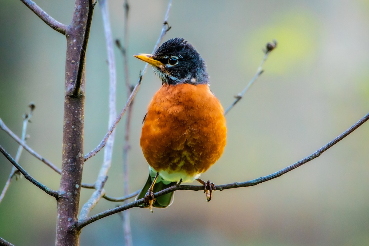 American Robin - Brandon Lloyd