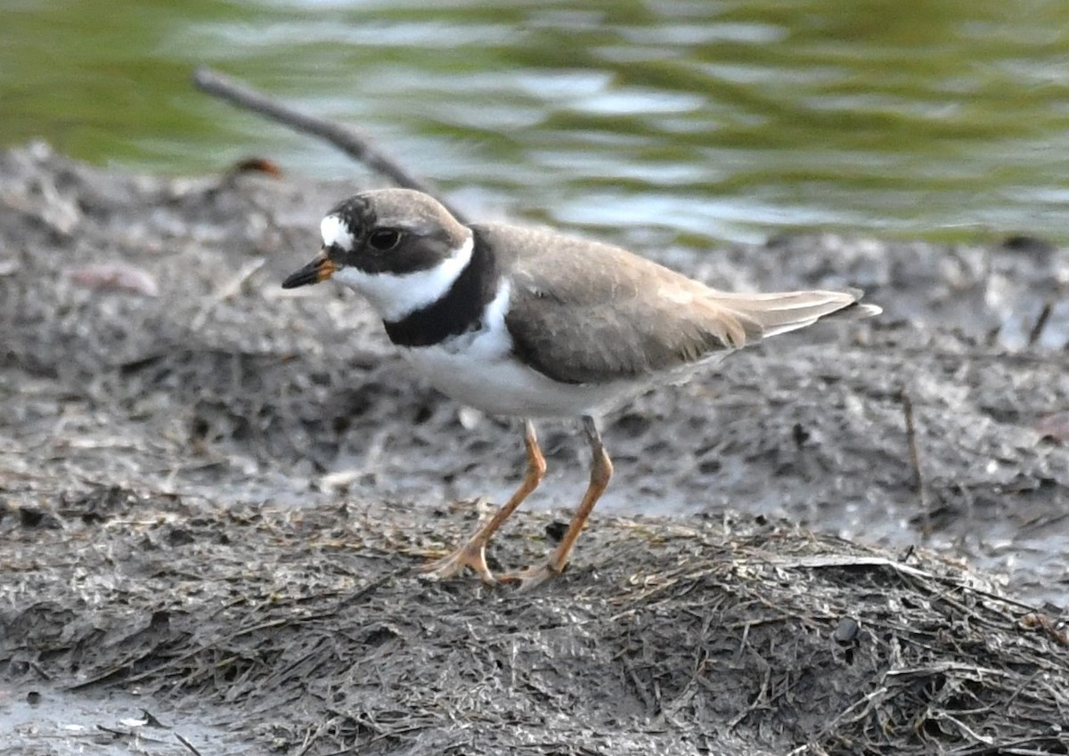 Semipalmated Plover - David True