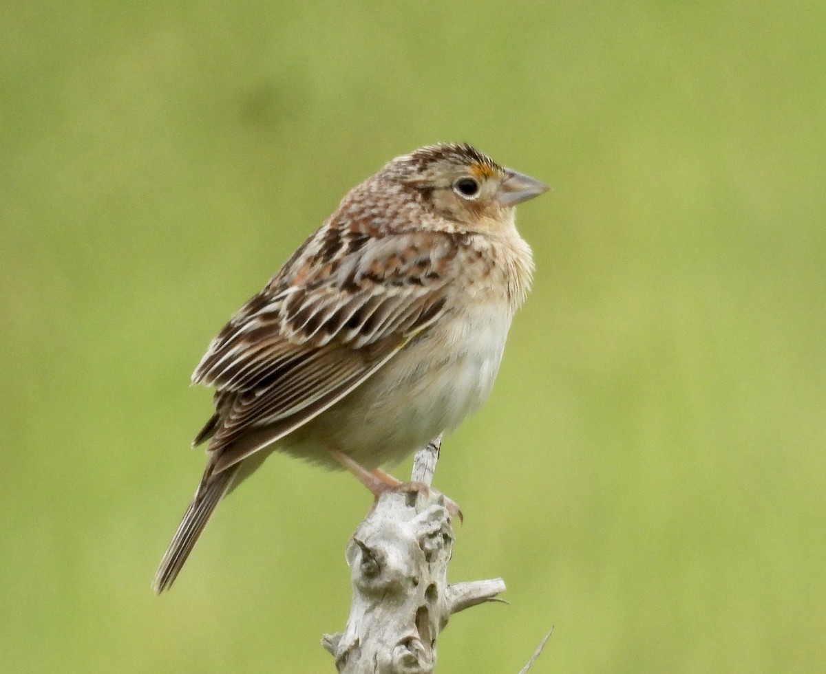 Grasshopper Sparrow - Eunice Thein