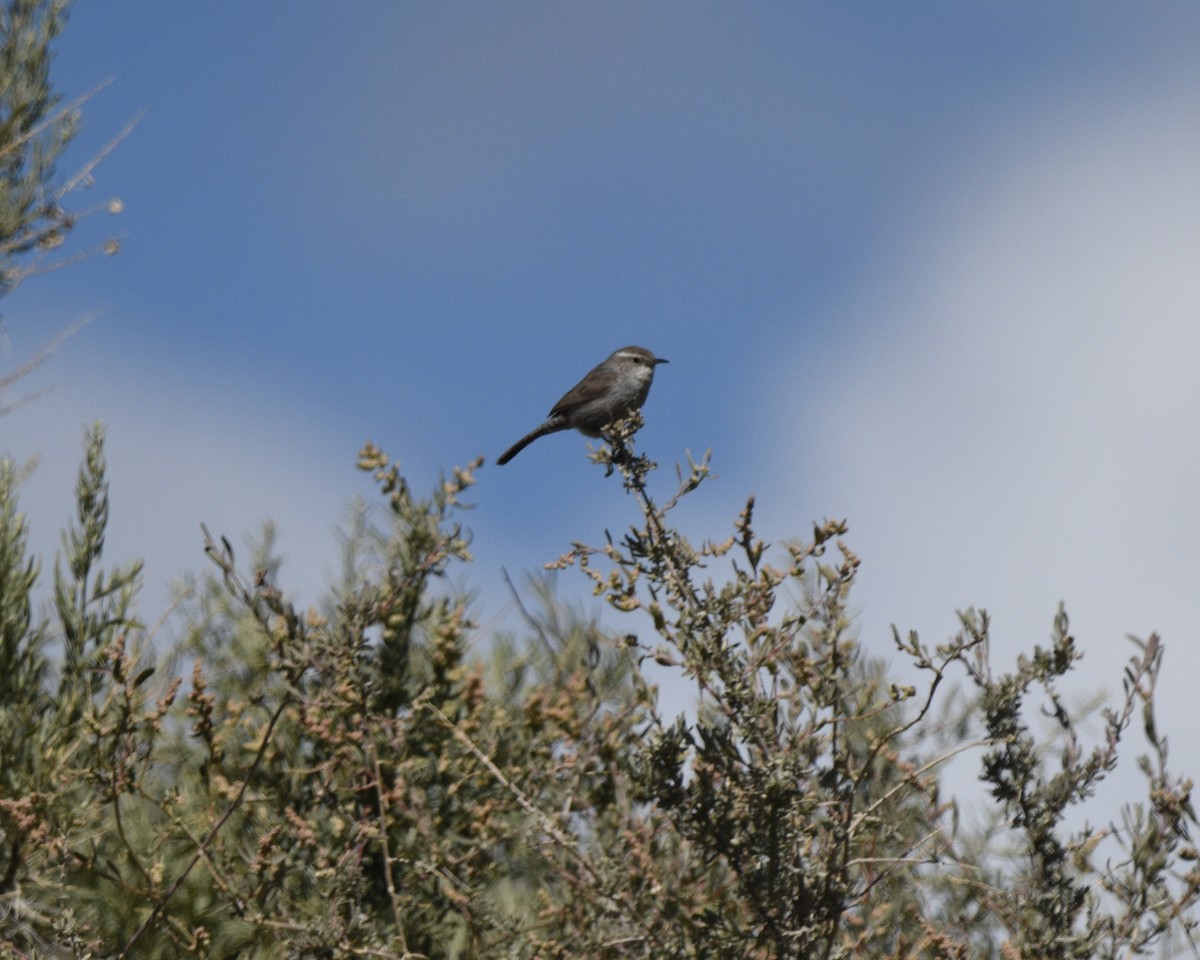 Bewick's Wren - ML618785896