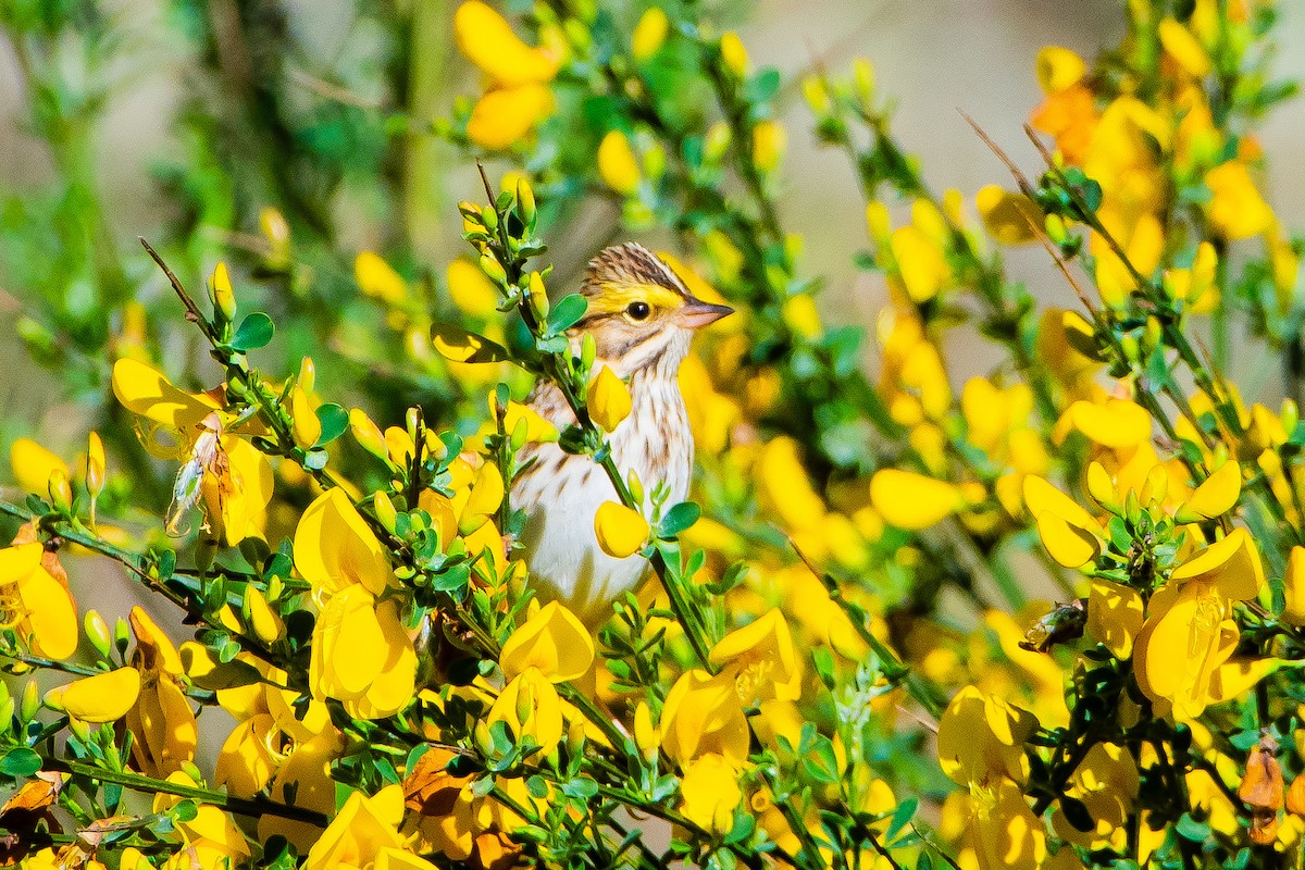 Savannah Sparrow - Brandon Lloyd