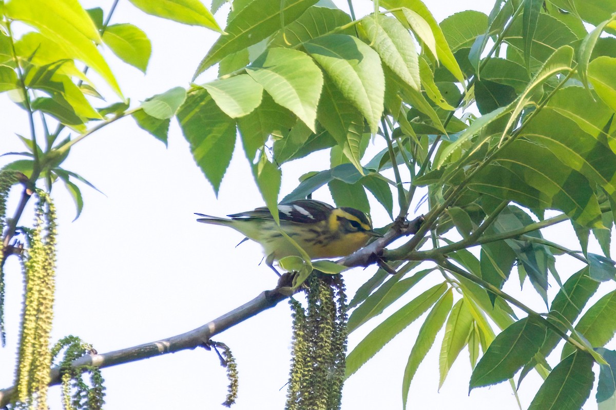 Blackburnian Warbler - ML618785912