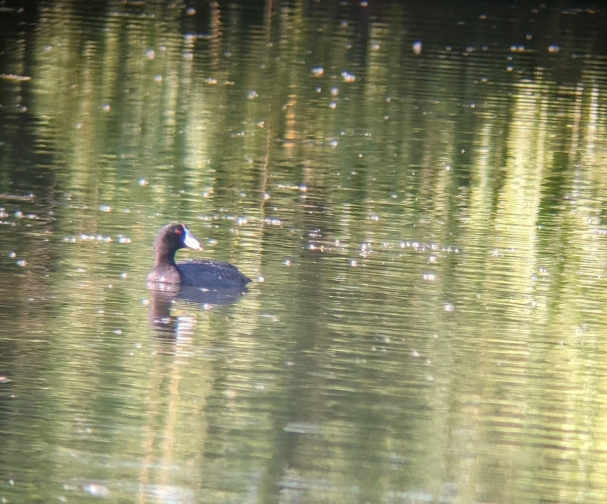 American Coot - Julia Dolan