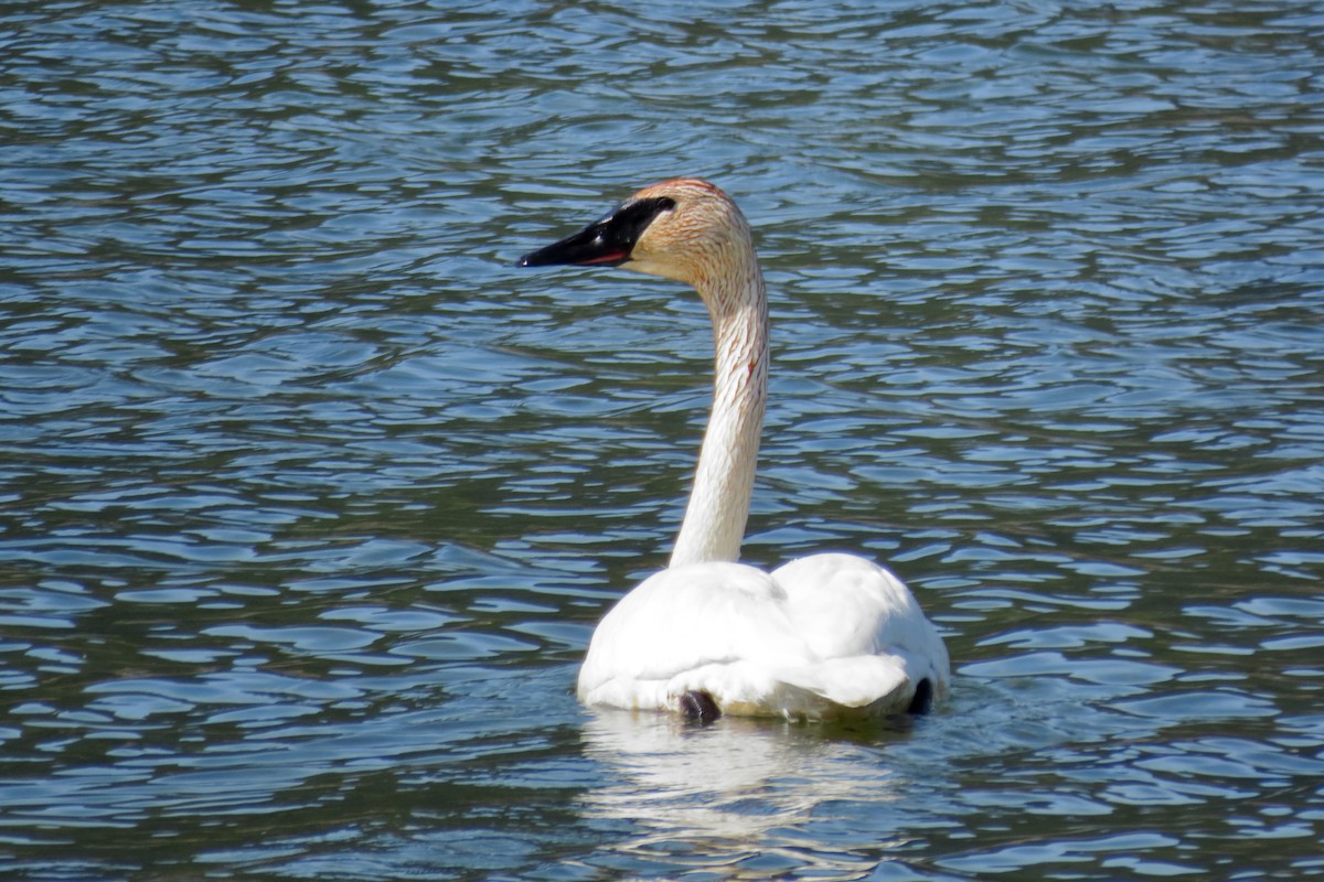 Trumpeter Swan - John Lentsch