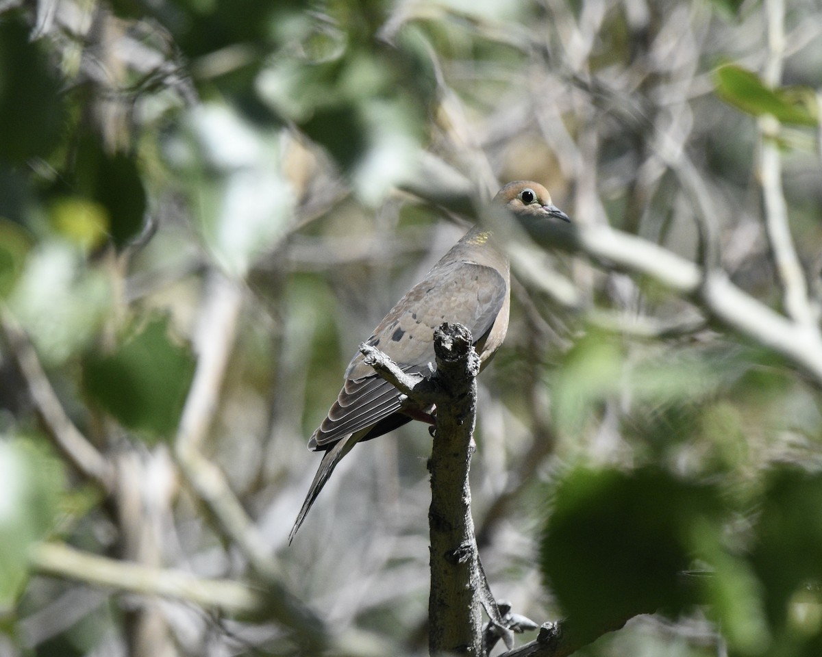 Mourning Dove - Mickey Dyke