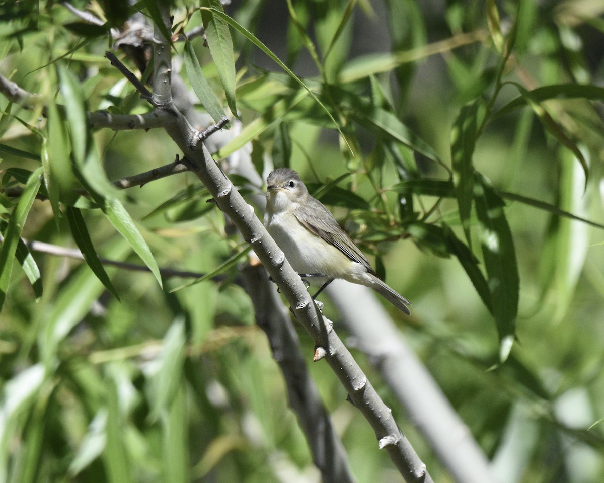 Warbling Vireo - ML618785942