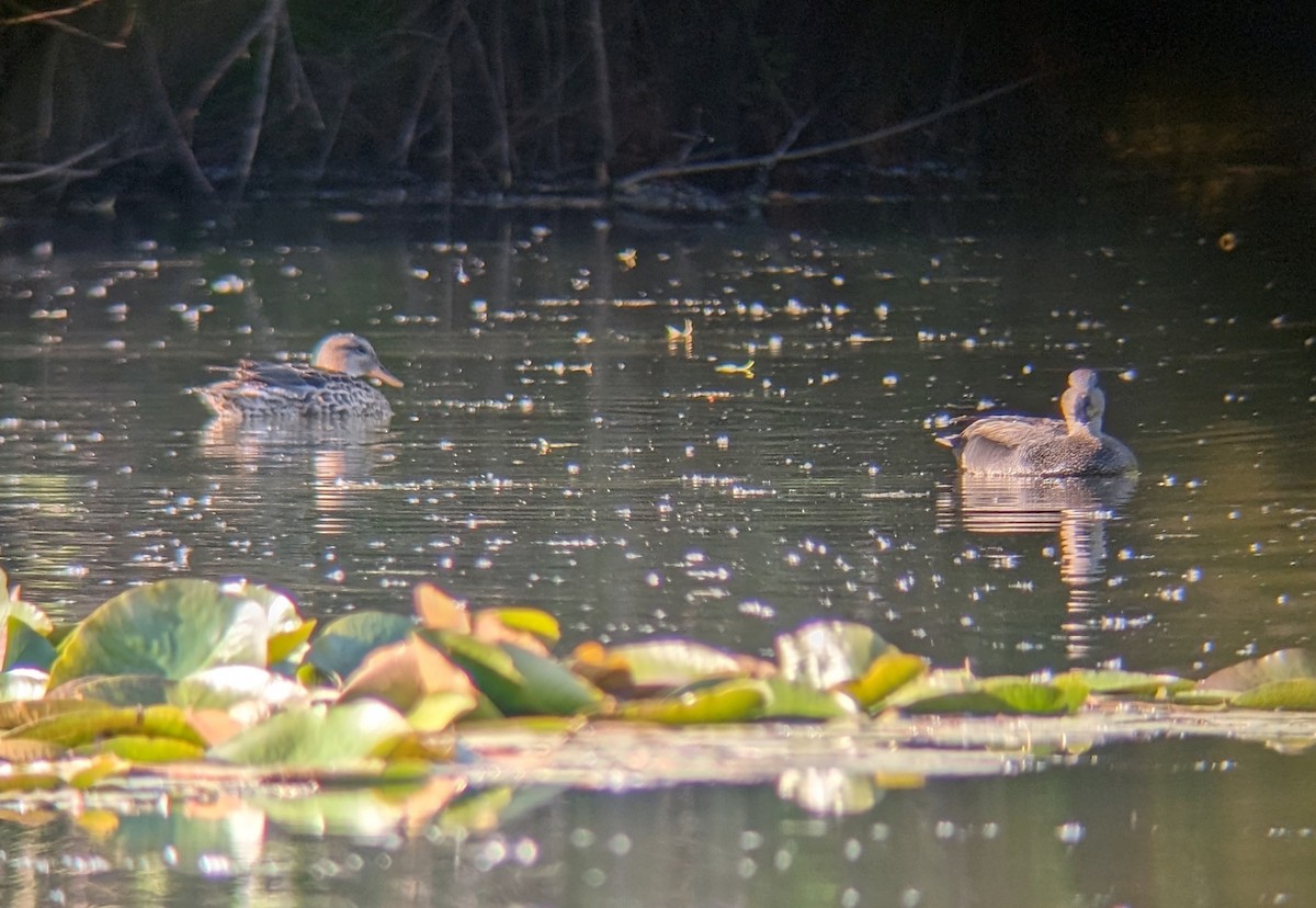 Gadwall - Julia Dolan