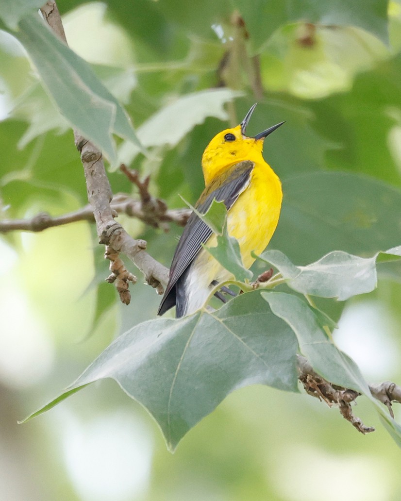 Prothonotary Warbler - ML618785981