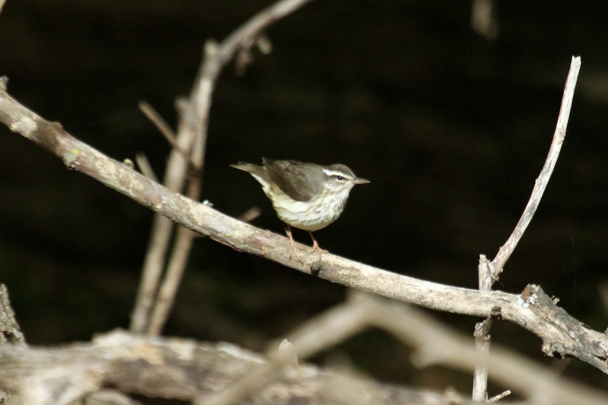 Louisiana Waterthrush - ML618785988