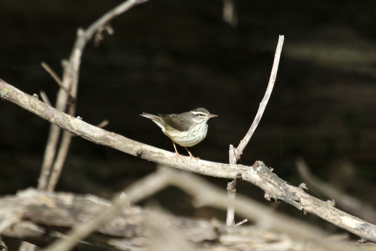 Louisiana Waterthrush - ML618785989