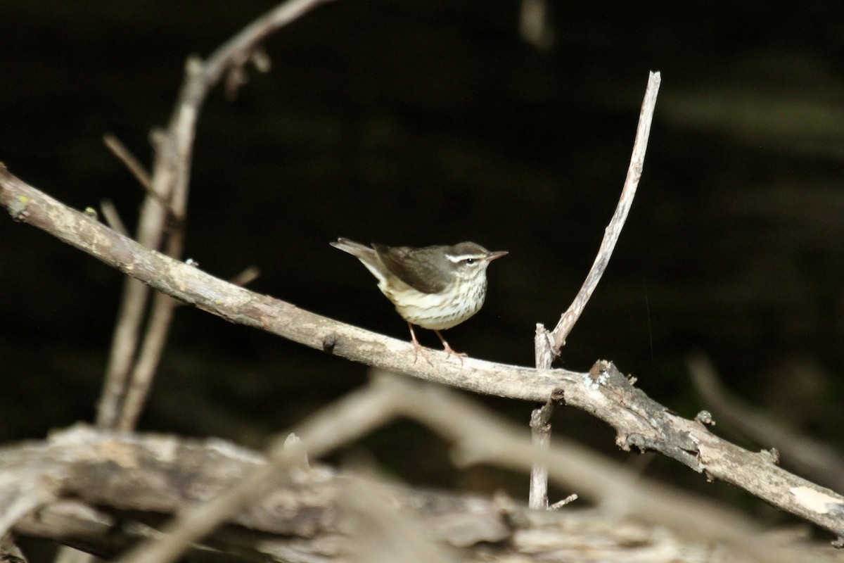 Louisiana Waterthrush - ML618785990