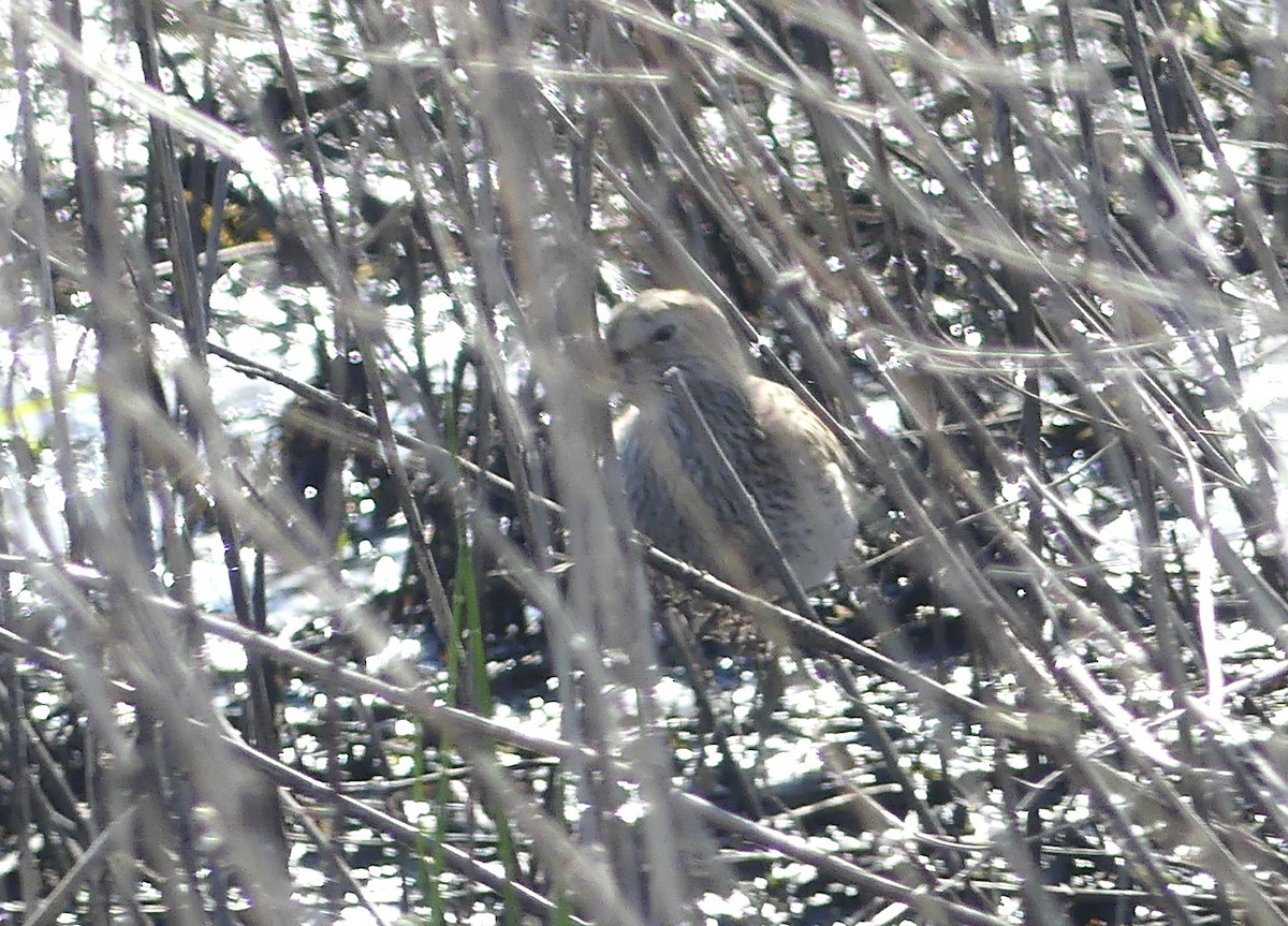 Pectoral Sandpiper - Aziza Cooper