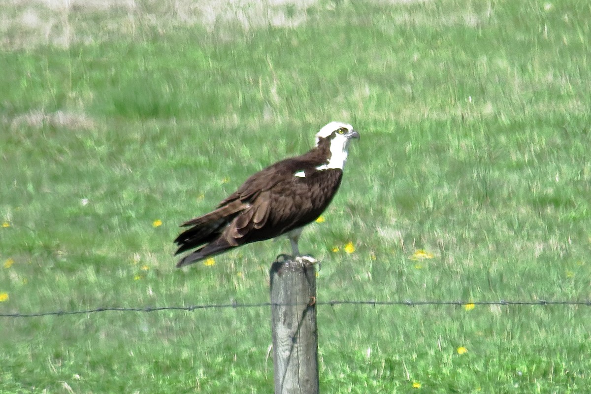 Osprey - John Lentsch