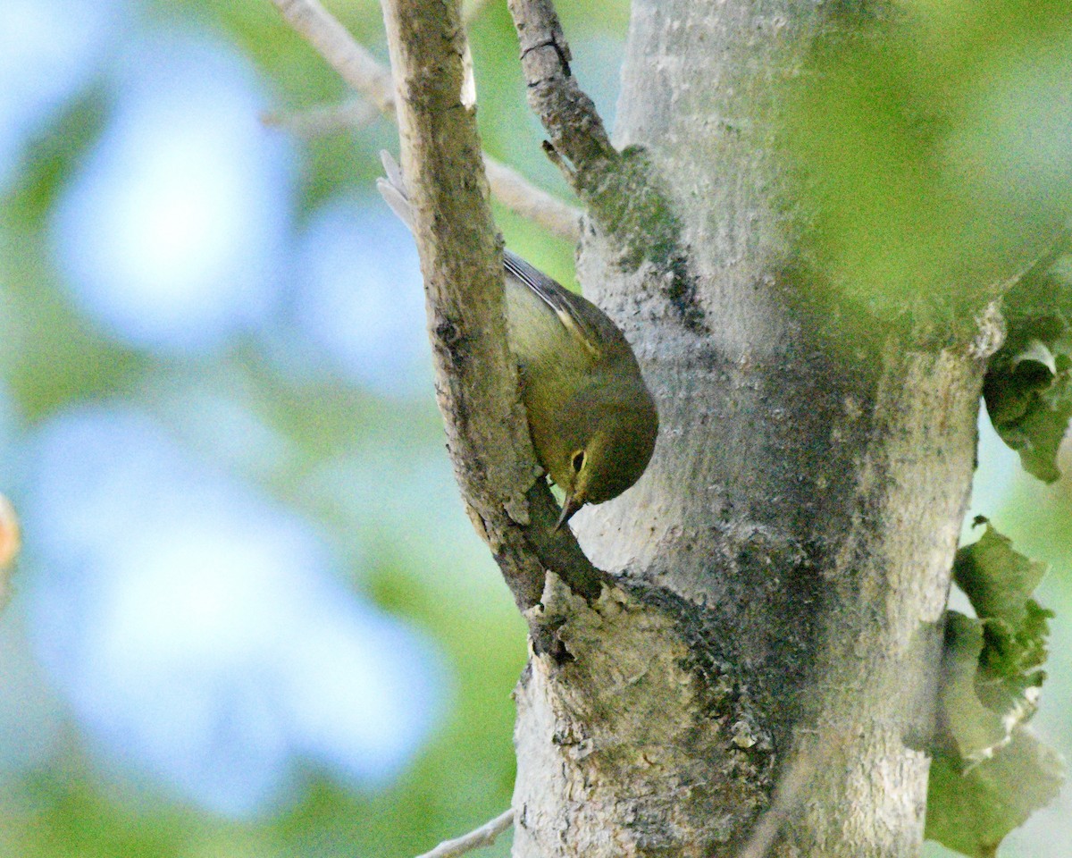 Orange-crowned Warbler - ML618786013