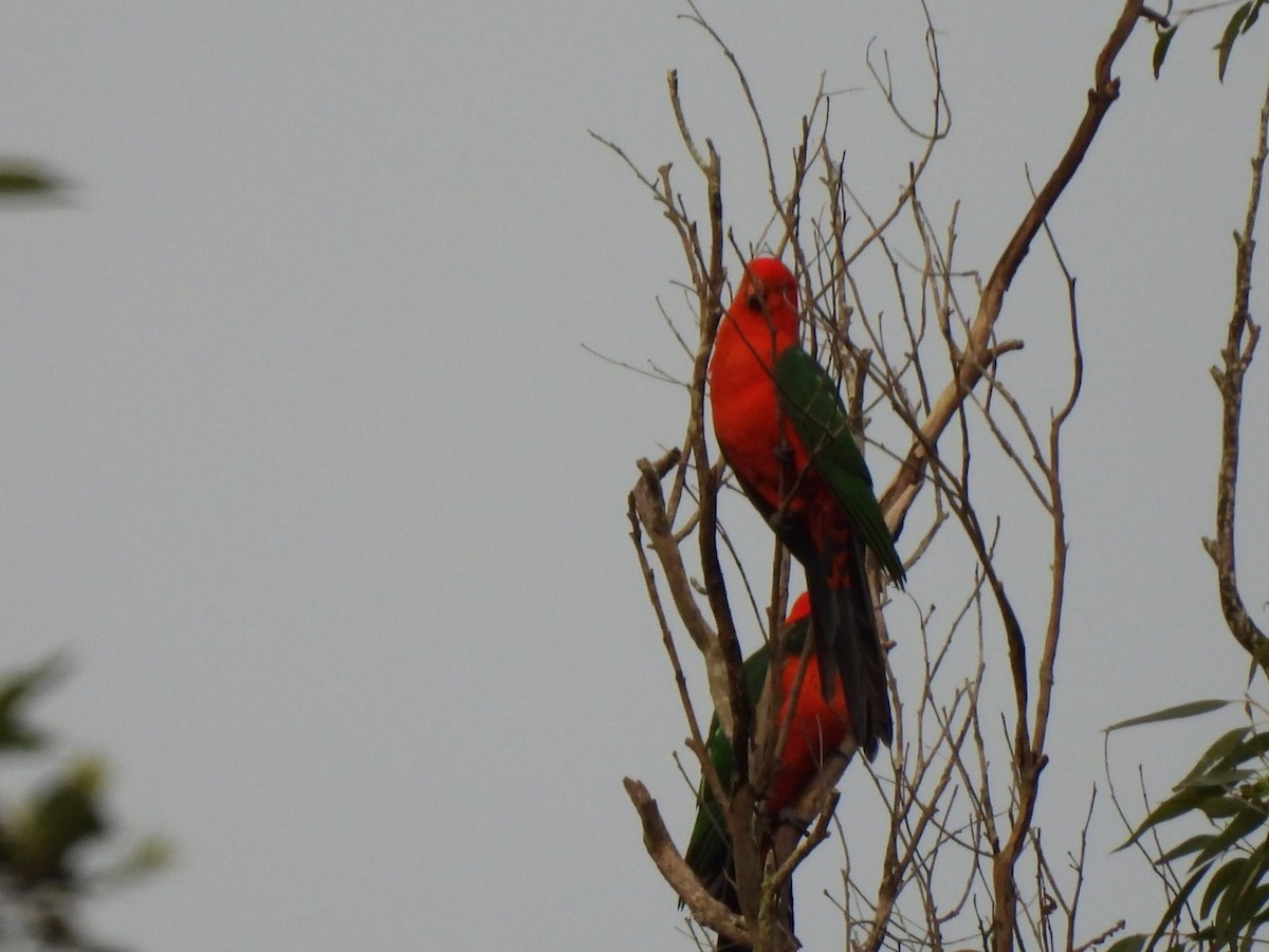 Avustralya Kral Papağanı - ML618786028