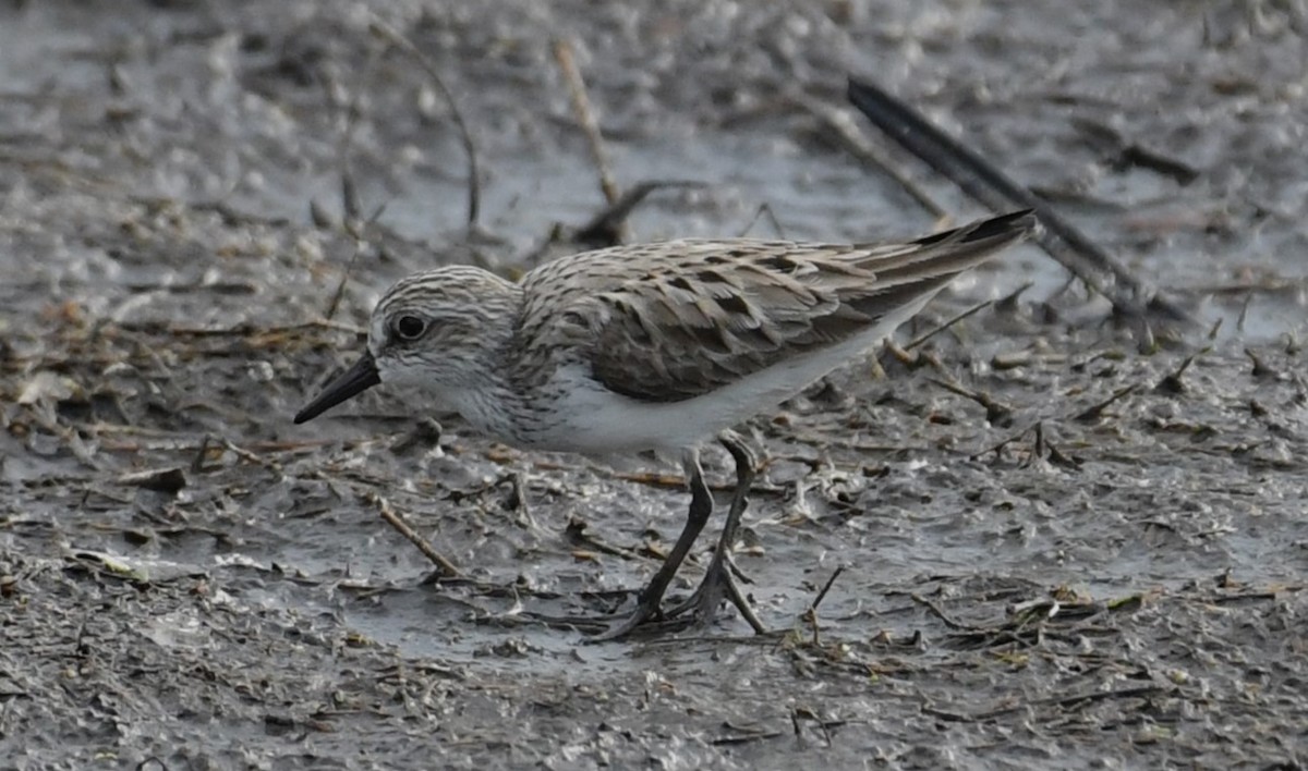 Semipalmated Sandpiper - David True