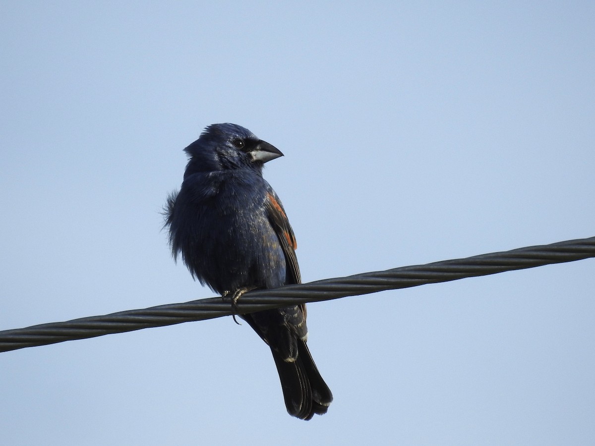 Blue Grosbeak - Laura Mae