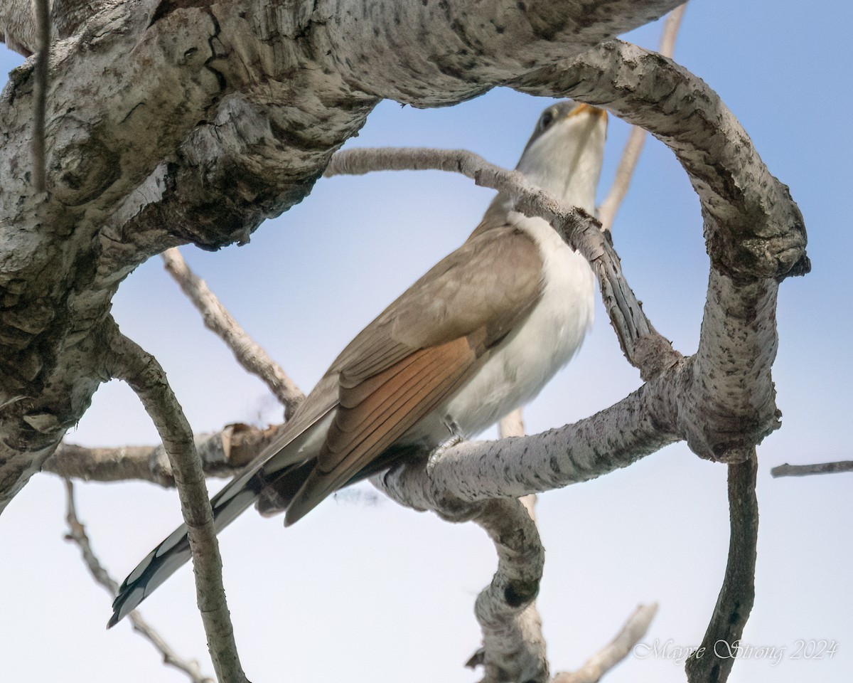 Yellow-billed Cuckoo - Mayve Strong