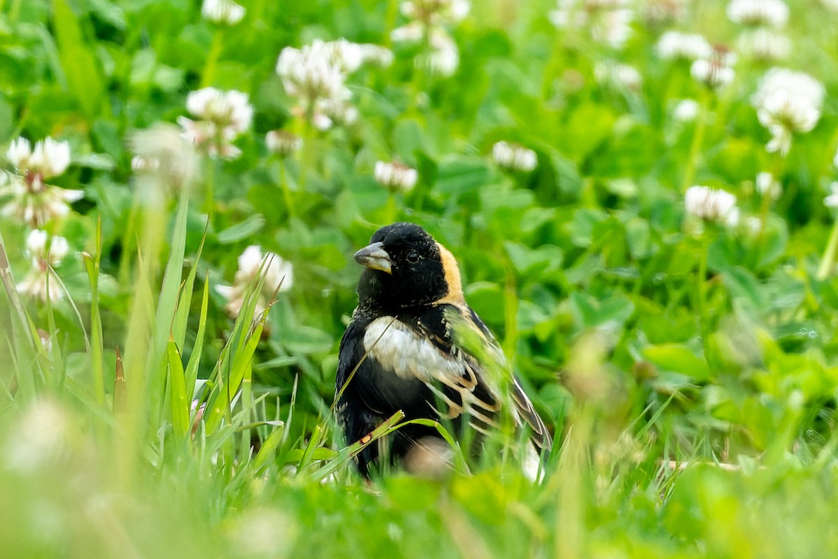 Bobolink - ML618786041