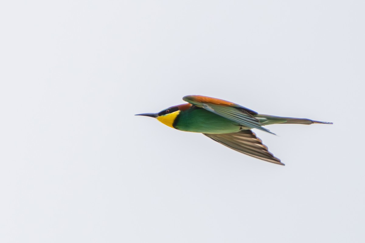 European Bee-eater - ML618786053
