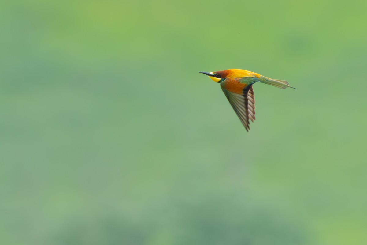 European Bee-eater - ML618786054