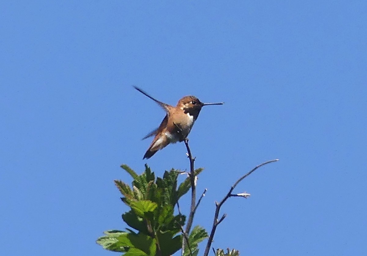 Rufous Hummingbird - Aziza Cooper