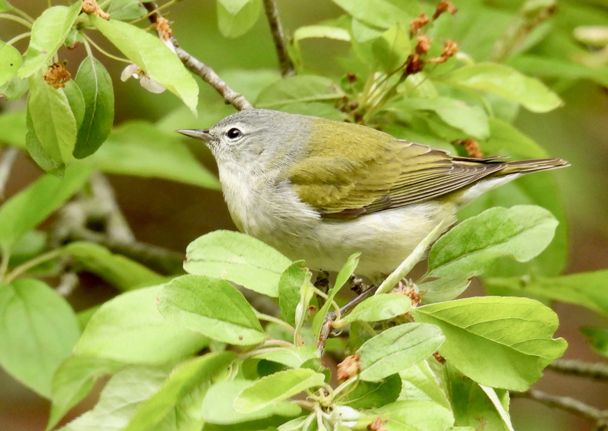 Tennessee Warbler - ML618786066