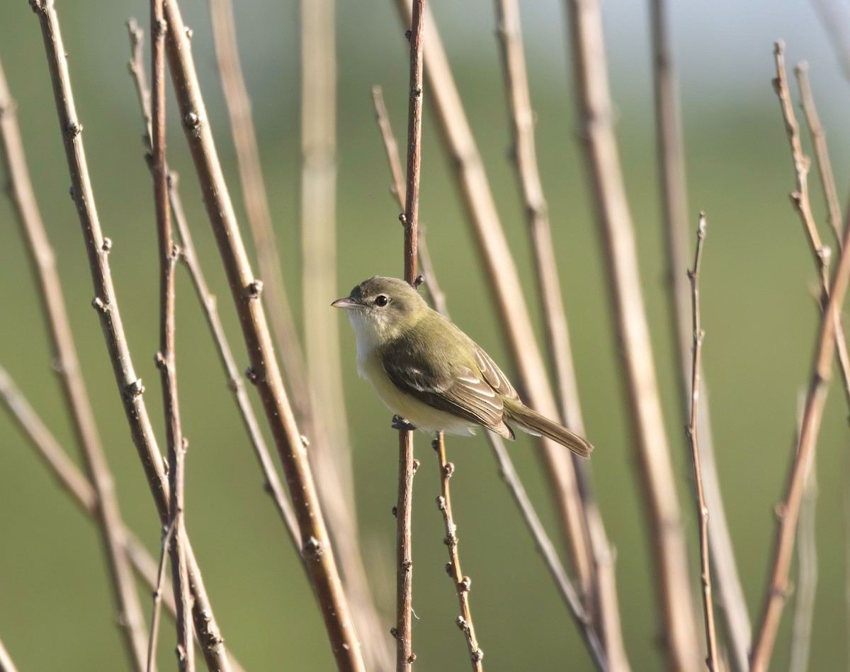 Bell's Vireo - Kyle Bess