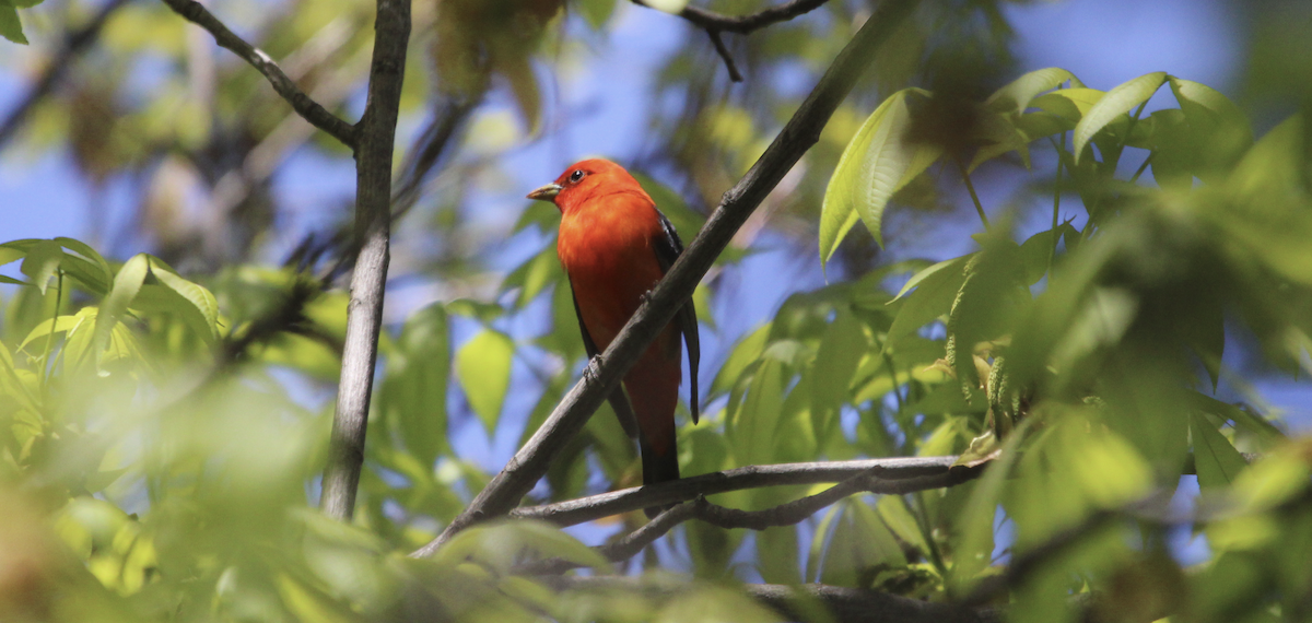 Scarlet Tanager - Kelli Bahls