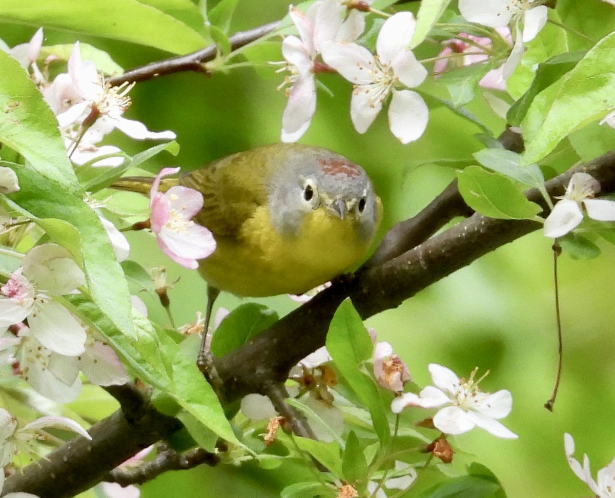 Nashville Warbler - ML618786088