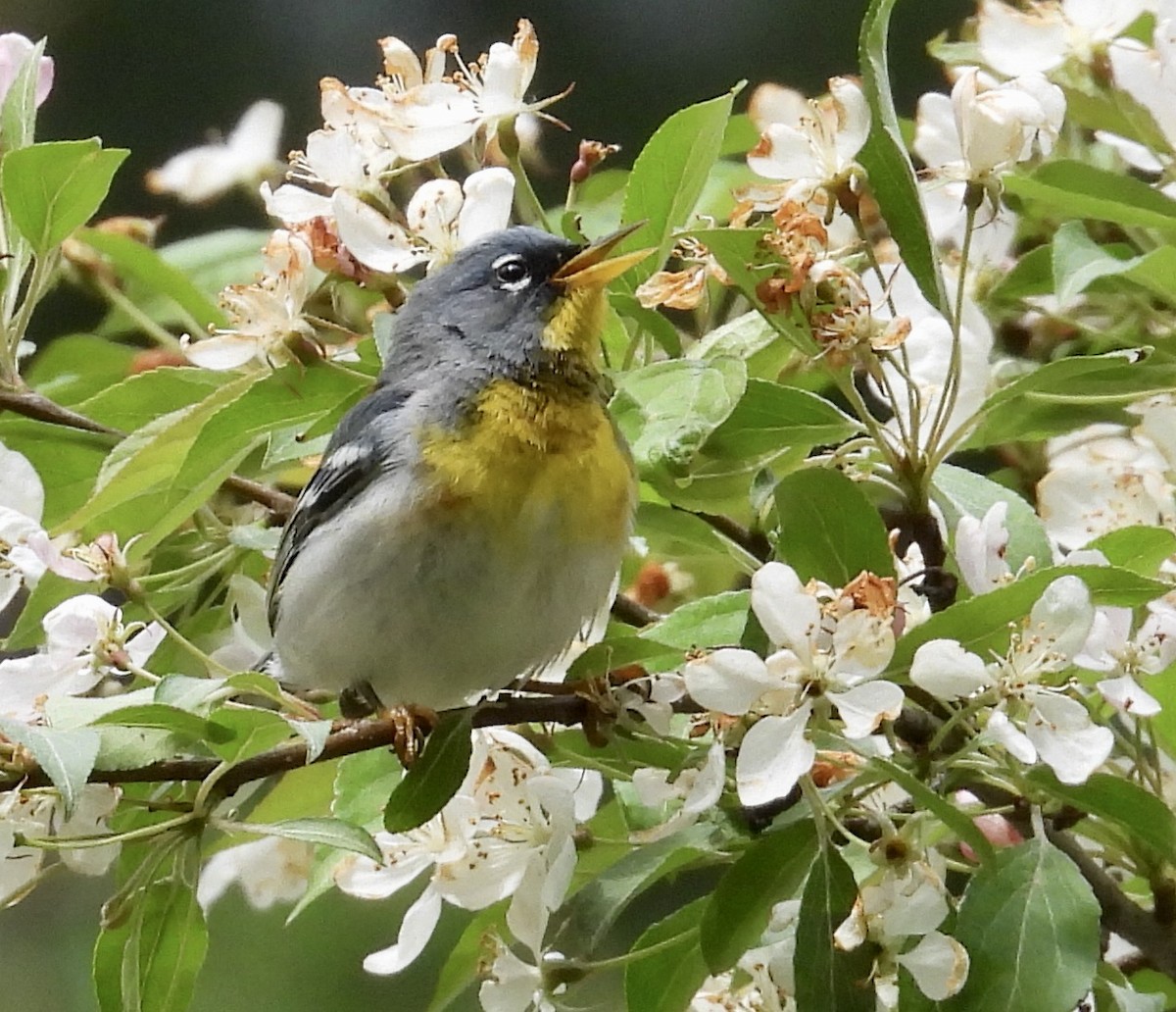 Northern Parula - ML618786103